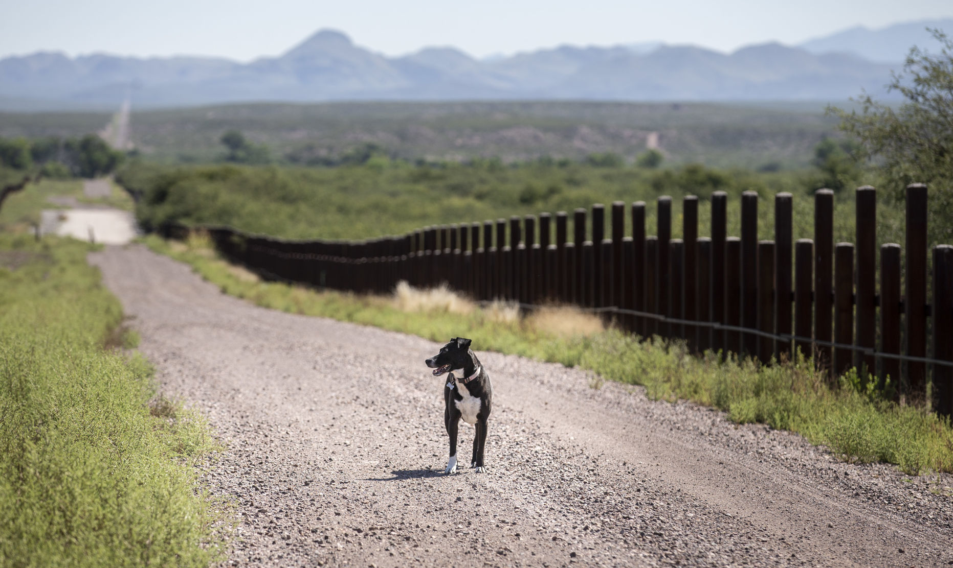 Border fence, Douglas